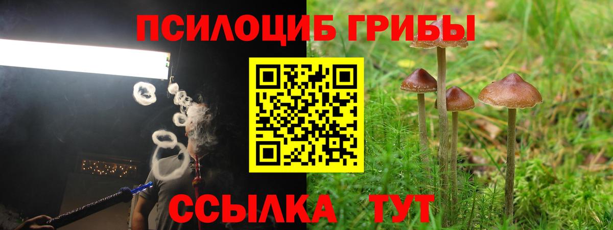 Советск  Галлюциногенные грибы Psilocybine cubensis  Вход с VPN 